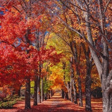 Autumn colors arrive in the fall months in the northern hemisphere.