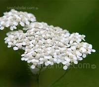 Achillea millefolium have clustered flower heads of tiny white flowers that from a distance look like little patches of snow resting on the grass.