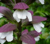 If you have the space in your garden Acanthus mollis is one plant to choose. 