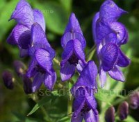 Aconitum napellus ‘Newry Blue’ is an outstanding old Irish cultivar with wonderful upright spires of the deepest rich blue.