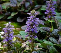 For most of the year Ajuga is a pleasant quiet achiever, but those weeks in spring when the blue flowers appear are simply quite magical.