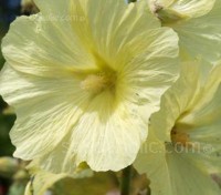 Alcea ficifolia produces large, single saucer shaped flowers that are 8 to 12cm wide from May to October. 