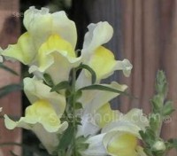 Antirrhinum braun-blanquetii is unusual in that it is one of the few hardy perennial species of snapdragon. 