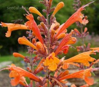Agastache ‘Apricot Sprite’ is an outstanding perennial that provides a sizzling blast of tubular, peachy-apricot flowers