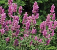Agastache ‘Arcado Pink’ is an extremely floriferous variety with lovely purple-pink flower spikes and fresh green aromatic foliage.