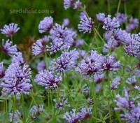 Asperula orientalis, commonly known as Blue Woodruff is a charming little plant.