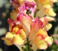Antirrhinum ‘Brighton Rock’, some blooms are delicately marbled while others are speckled and striped. 