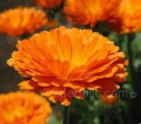 Calendula is prolific and durable, it is easy to grow and can be simply sown where it is to flower