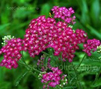 Achillea ‘Cerise Queen’ is a carefree and generously blooming perennial with flat-topped clusters of vibrant, magenta-pink flowers with tiny white centers. 