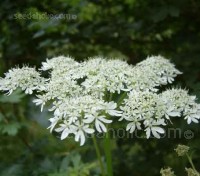 Our native Cow Parsley has a sophisticated form, with delicate, open, white lacy umbels, they look as though they