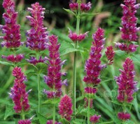 Agastache ‘Globetrotter’ have soft, touchable flower spikes that are lilac-pink with carmine-red bracts. 