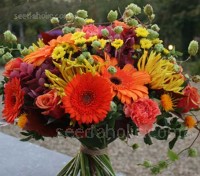 The Semi-Tall Cut Flowers, Annual Mix is a richly flowering mixture that produces large quantities of flowers for cutting.