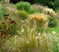 Annual Ornamental Grasses Mix