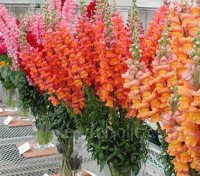 Antirrhinum majus ‘Tetra Mix’ produce tall, stately plants with ruffled blooms in a rich variety of colours. 