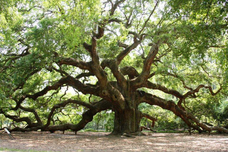 Angel Oak of South Carolina