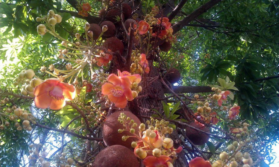 Cannonball Tree