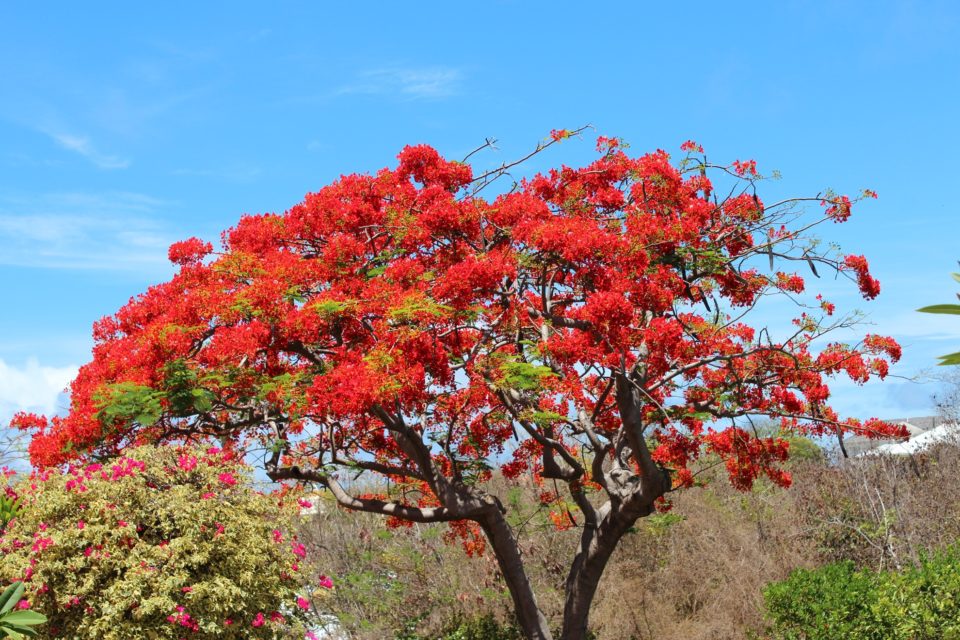 Flamboyant Tree - Secret Harbor, Mt Hartman Bay Grenada