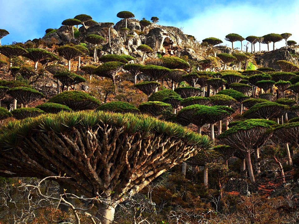 Socotra Dragon Tree - Socotra Archipelago, Yemen