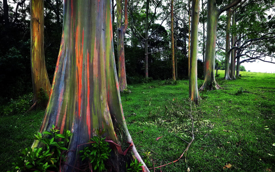 Rainbow Eucalyptus tree