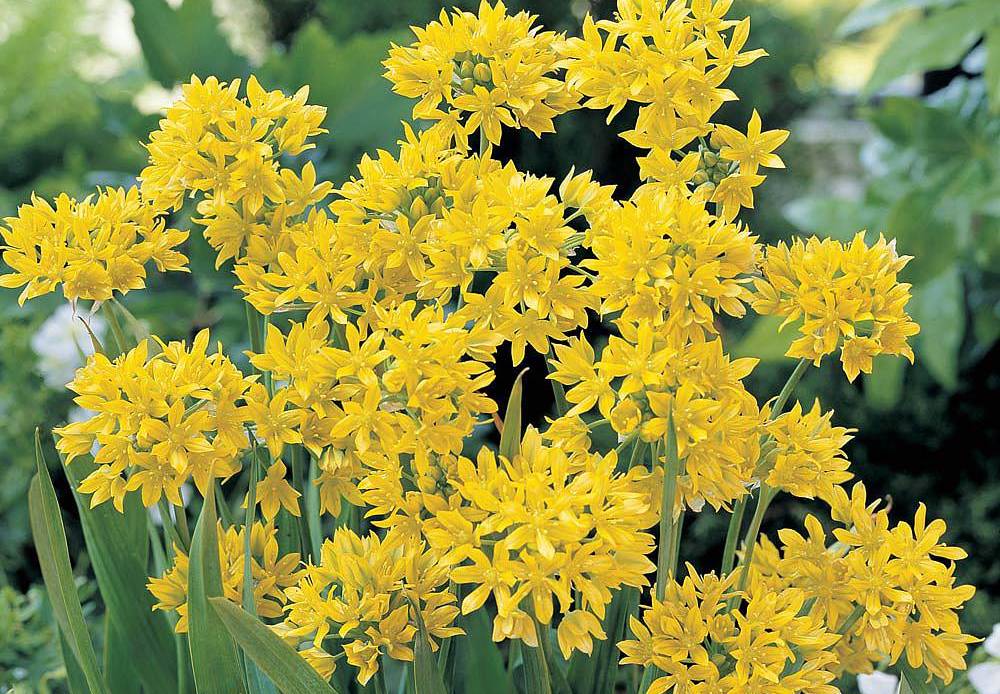 Yellow Allium Moly flowers