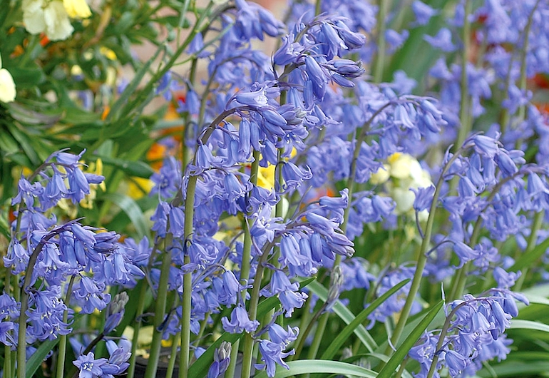 Beautiful collection of bluebells