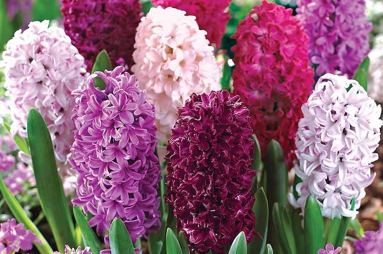 Purple and pink Hyacinth