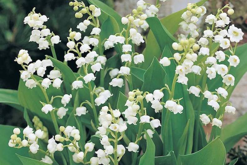 White and green lily of the valley