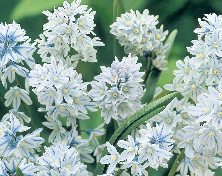 Collection of beautiful Russian snowdrops