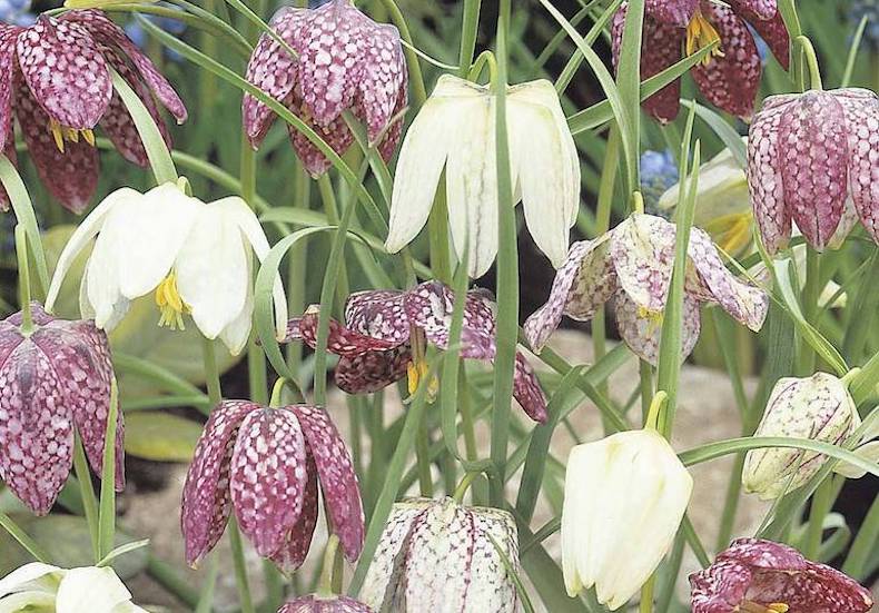 purple and white fritillary