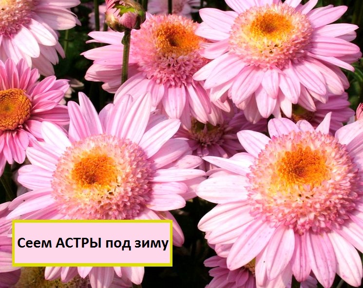 Как сеять астру осенью