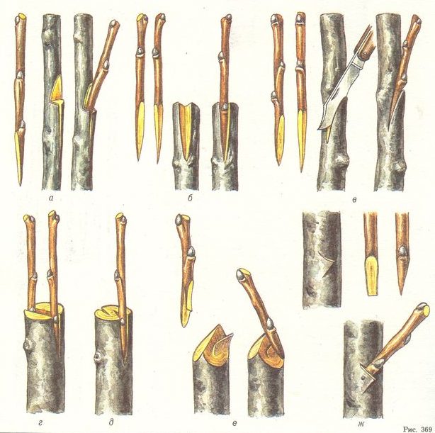 Прививка яблони осенью для начинающих: сроки, правила, способы