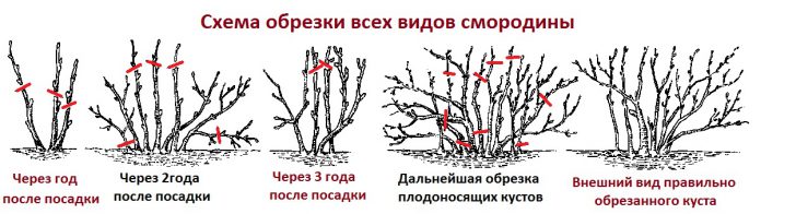 осенние работы на даче