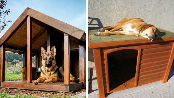 Картинки будки для собак